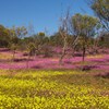 Wildflowers