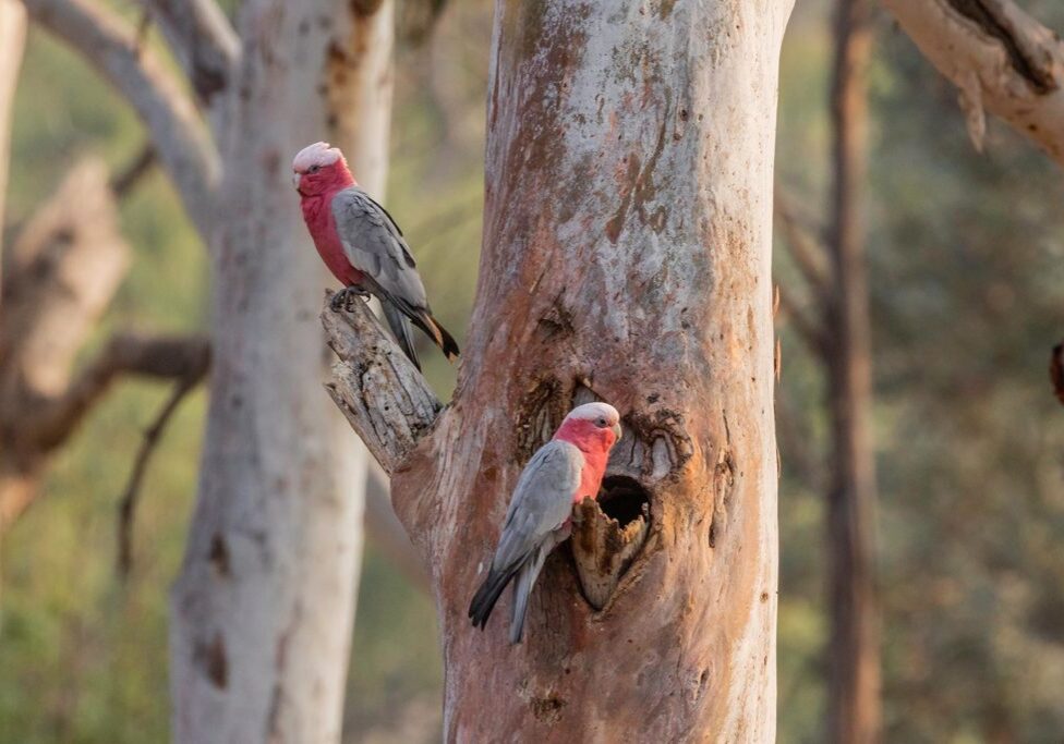 Galahs at a tree hollow