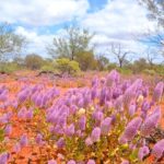 Gorgeous purple Mulla Mulla on the Wool Wagon Pathway. Photo: Bianca DalCollo