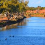 Black Swans on the stunning Murchison River. Photo: Bianca DalCollo